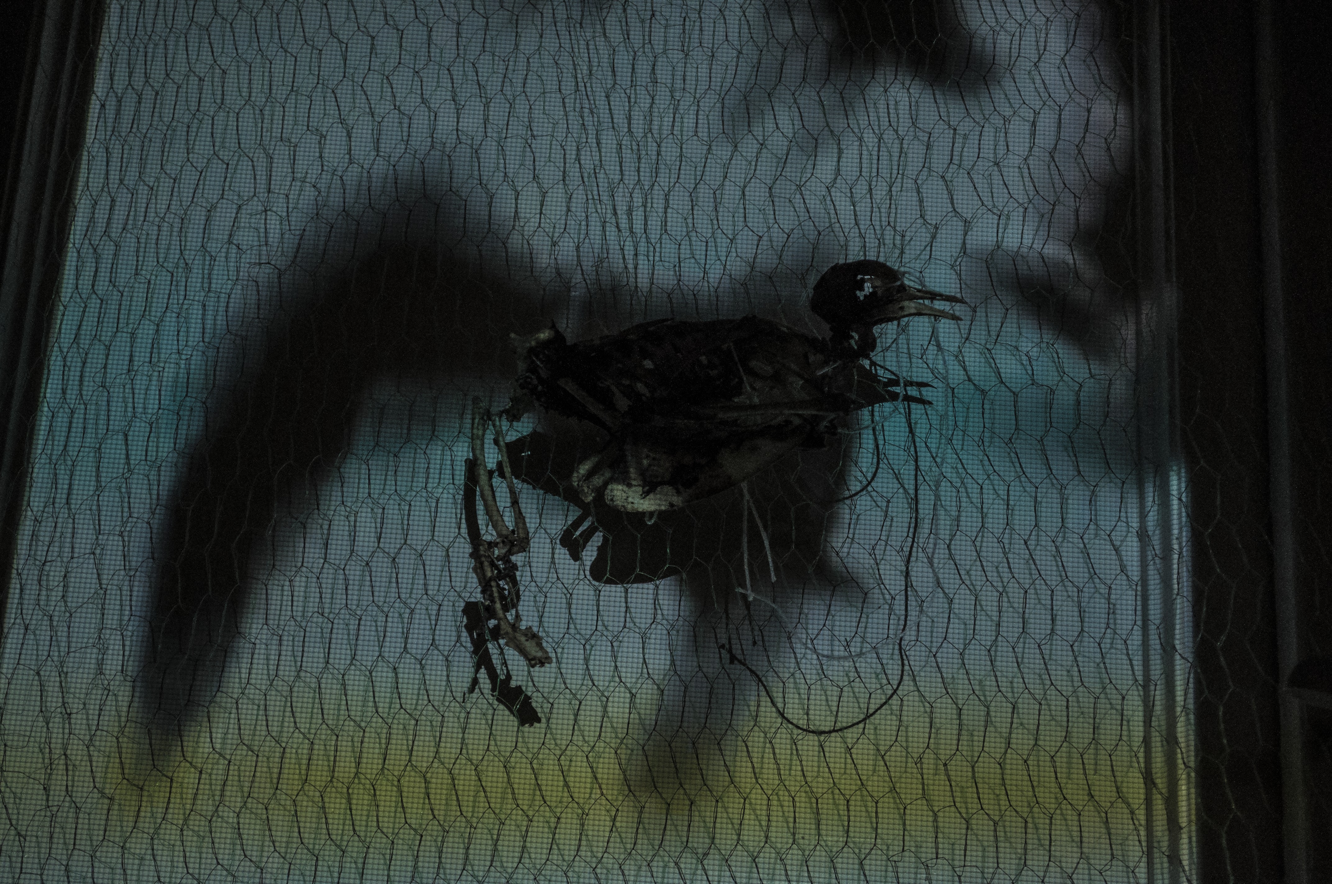 Birds